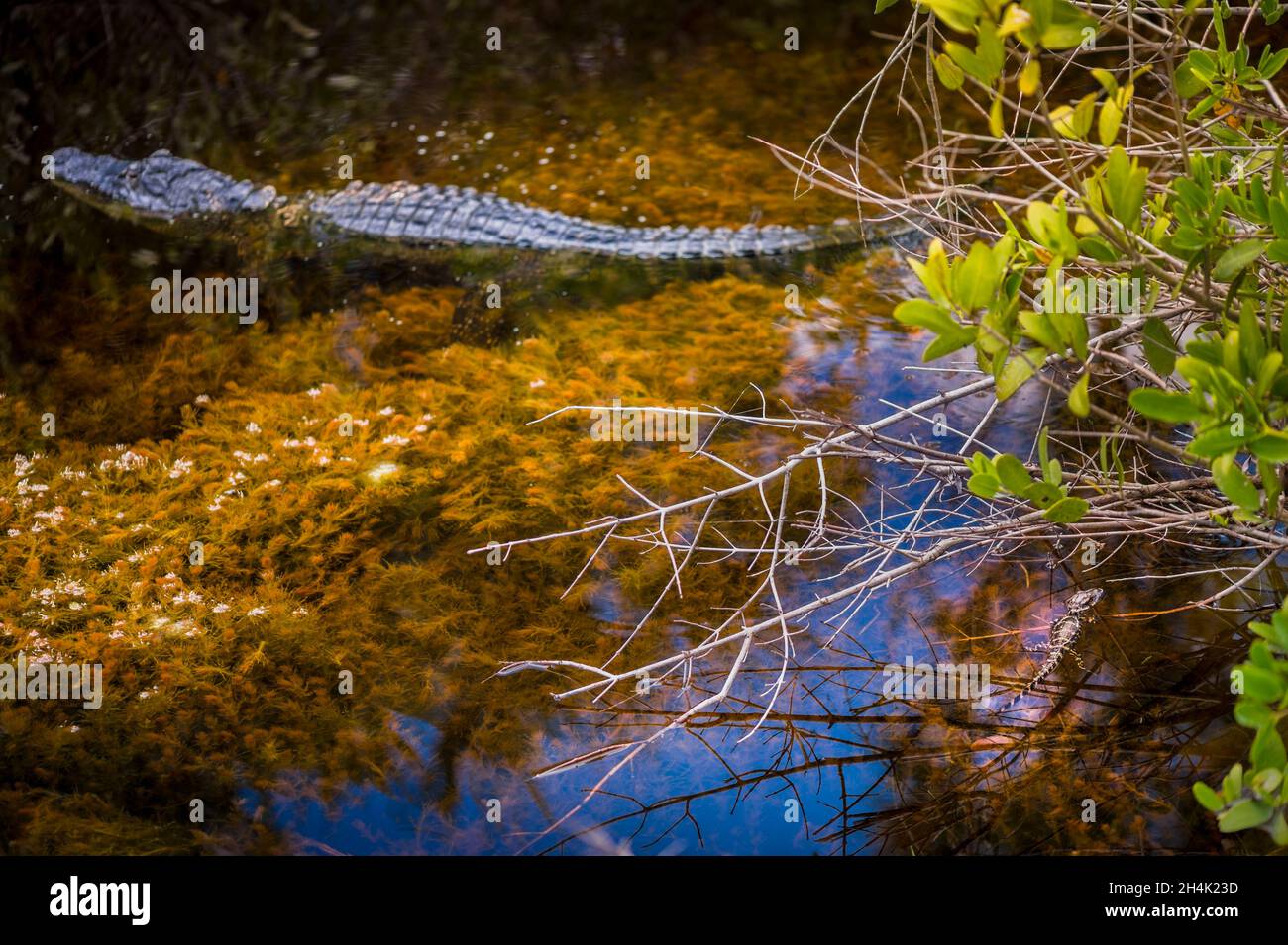 USA, Florida, weiblicher amerikanischer Alligator (Alligator mississippiensis) und eines seiner Jungtiere, die in einem Fluss im Everglades National Park schwimmen Stockfoto