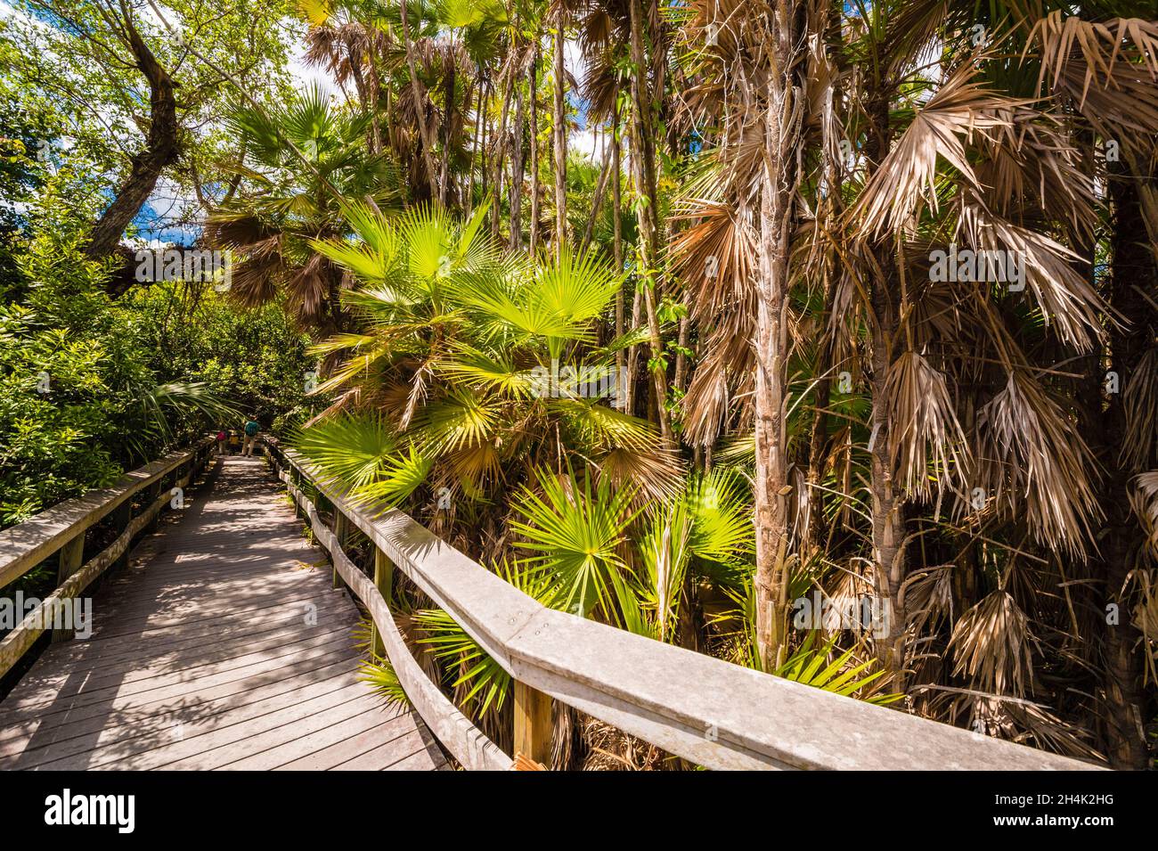 USA, Florida, Everglades National Park, von der UNESCO zum Weltkulturerbe erklärt, Biosphere Reserve, Feuchtgebiet von internationaler Bedeutung (Ramsar), Familie auf dem tropischen Unterholz-Entdeckungsweg Stockfoto