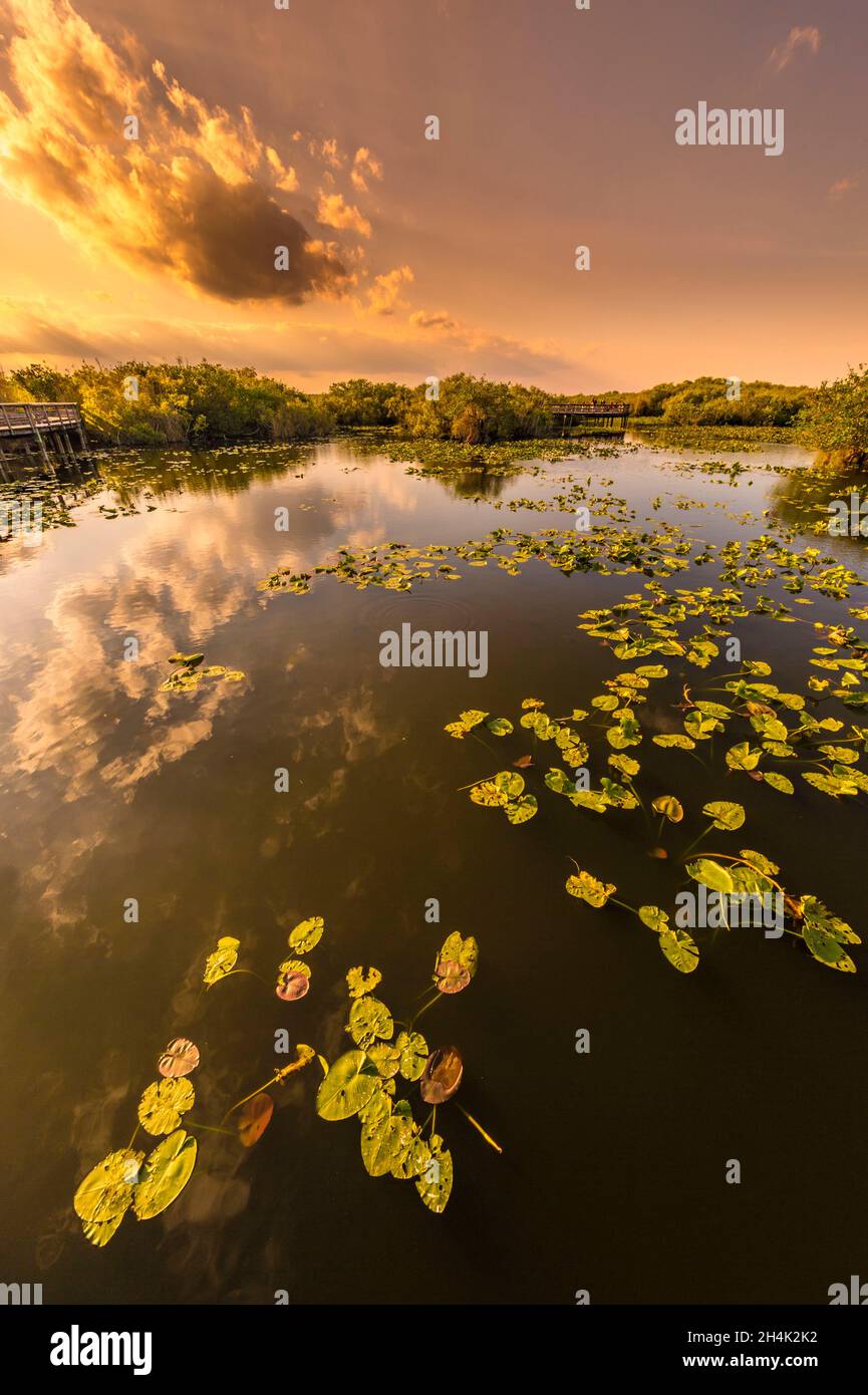 USA, Florida, Everglades National Park, das zum UNESCO-Weltkulturerbe gehört, Biosphärenreservat, Feuchtgebiet von internationaler Bedeutung (Ramsar) bei Sonnenuntergang Stockfoto