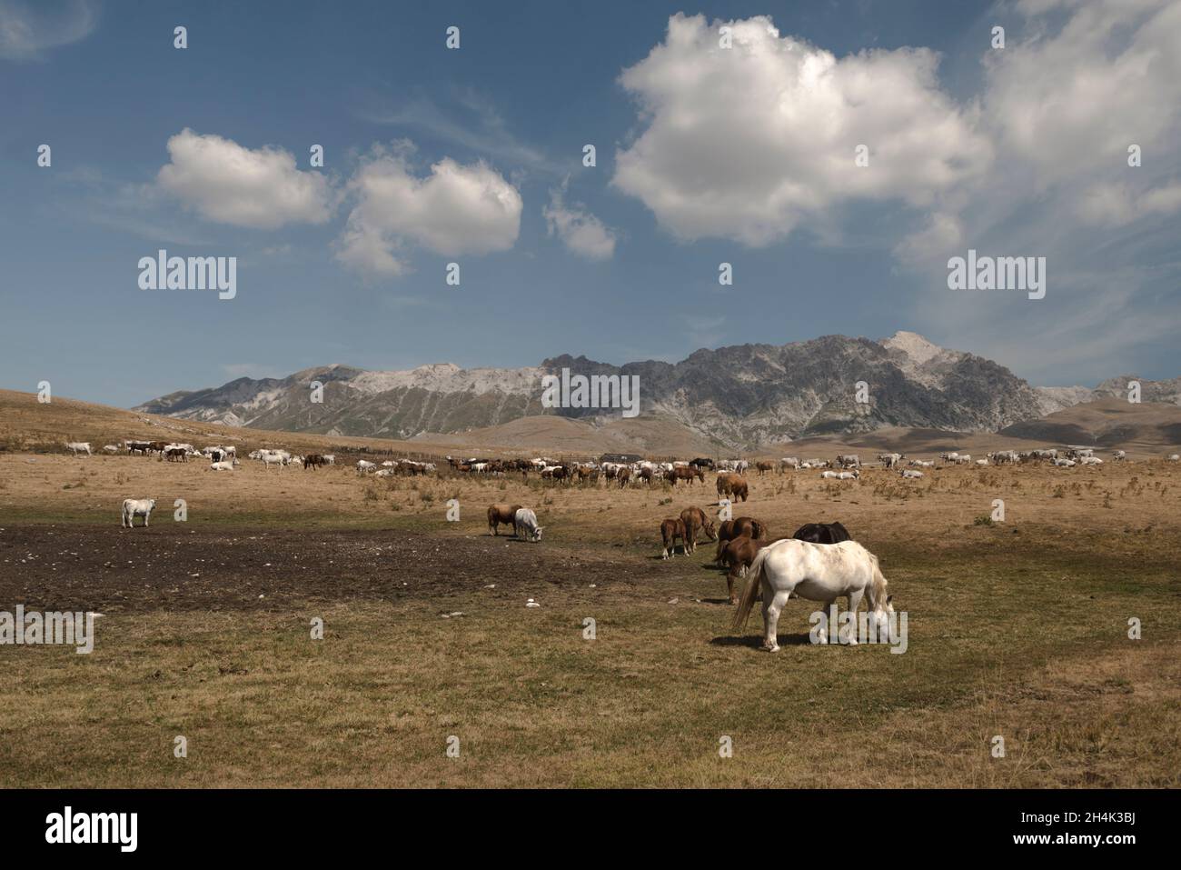 Herde von Rindern und Pferden auf einer Weide, Piana di Castelluccio di Norcia, Umbrien, Italien Stockfoto