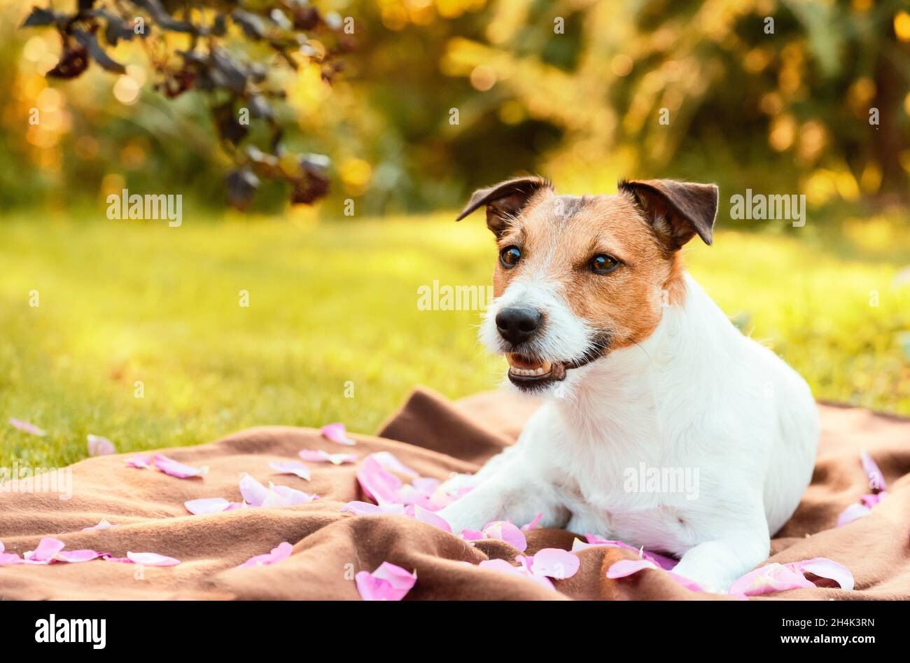 Schöner Haustier Hund auf karierten mit Rosenblättern als Familie Valentinstag Datum im Freien bedeckt Stockfoto