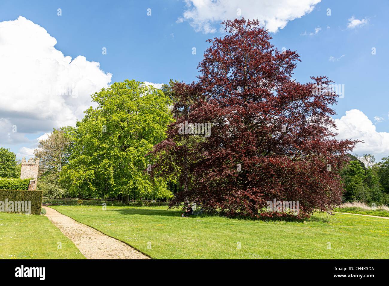 Eine Kupferbuche und eine gewöhnliche Buche in Oxburgh Hall, Norfolk UK Stockfoto