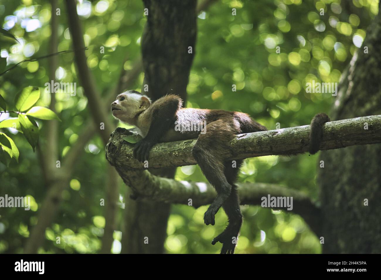 Nahaufnahme eines Affen auf dem Baum Stockfoto