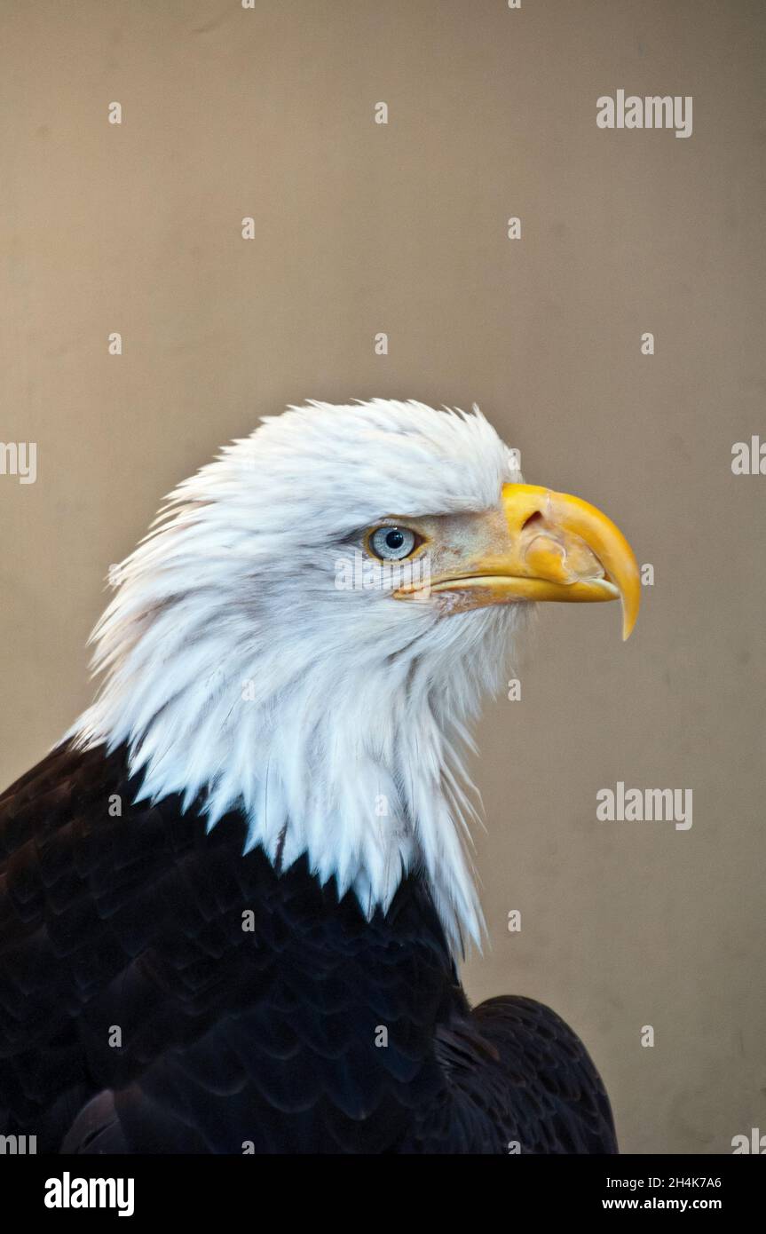 Der verletzte Weißkopfseeadler erholt sich im Sitka Animal Hospital, Sitka, Alaska Stockfoto