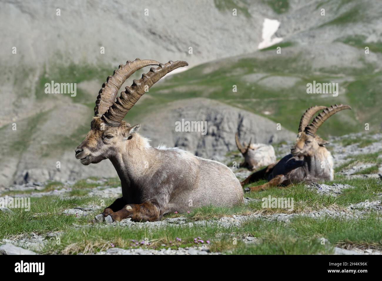 Gruppe oder Herde von Steinböcken oder Steinböcken, Capra Steinböcke, auch bekannt als Steinbock, Bouquetin oder Wildschweine auf dem Rücken im Nationalpark Mercantour Französische Alpen Stockfoto