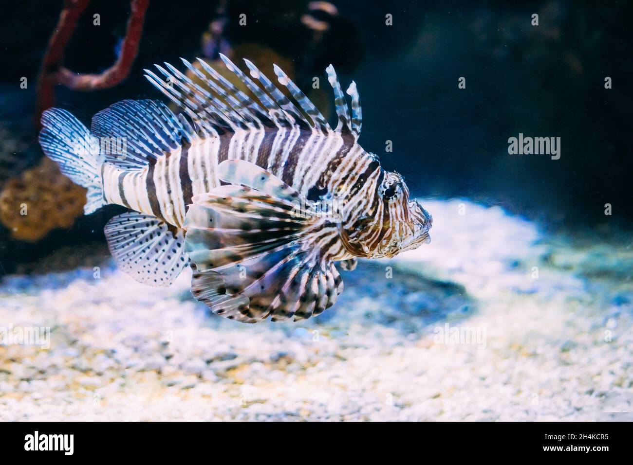 Red Rotfeuerfisch Pterois volitans ist giftiger Korallenriff Fische schwimmen im Aquarium. Eine Der Giftigsten Fische im Meer. Stockfoto