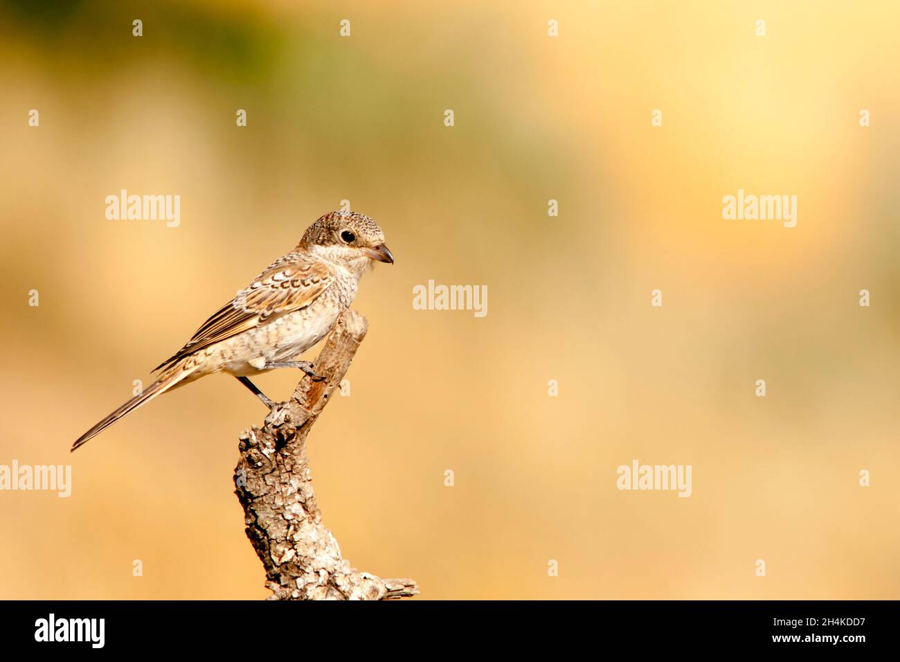 Lanius Senator - der gewöhnliche Garnele ist eine Art von Singvögeln in der Familie der Garnelen. Stockfoto