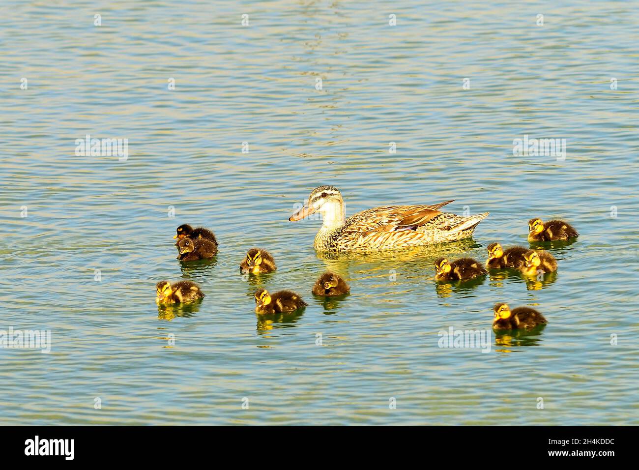 Anas platyrhynchos - die Stockente, Stockente oder Halsente ist eine Art von anseriformen Vögeln aus der Familie der Anatidae. Stockfoto