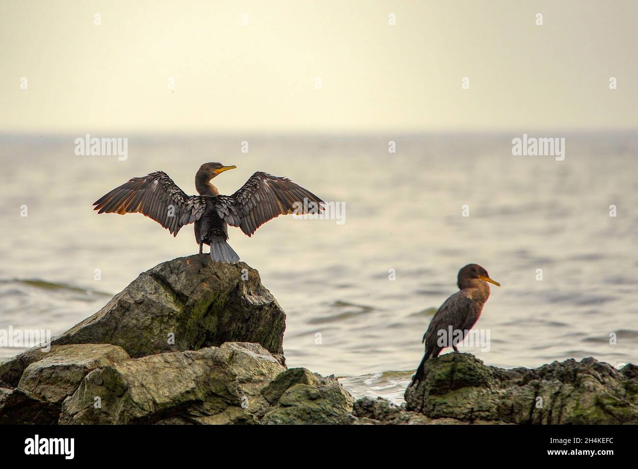 Phalacrocorax - der cormoran ist eine Gattung von suliformen Vögeln aus der Familie Phalacrocoracidae. Stockfoto