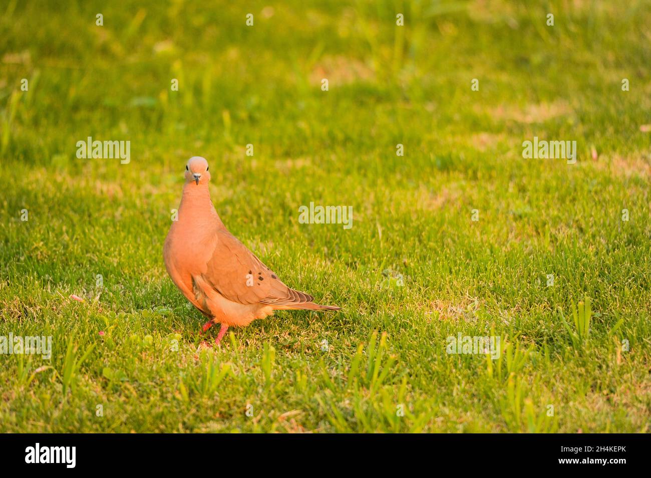 Wilde Vögel in ihrer natürlichen Umgebung Stockfoto