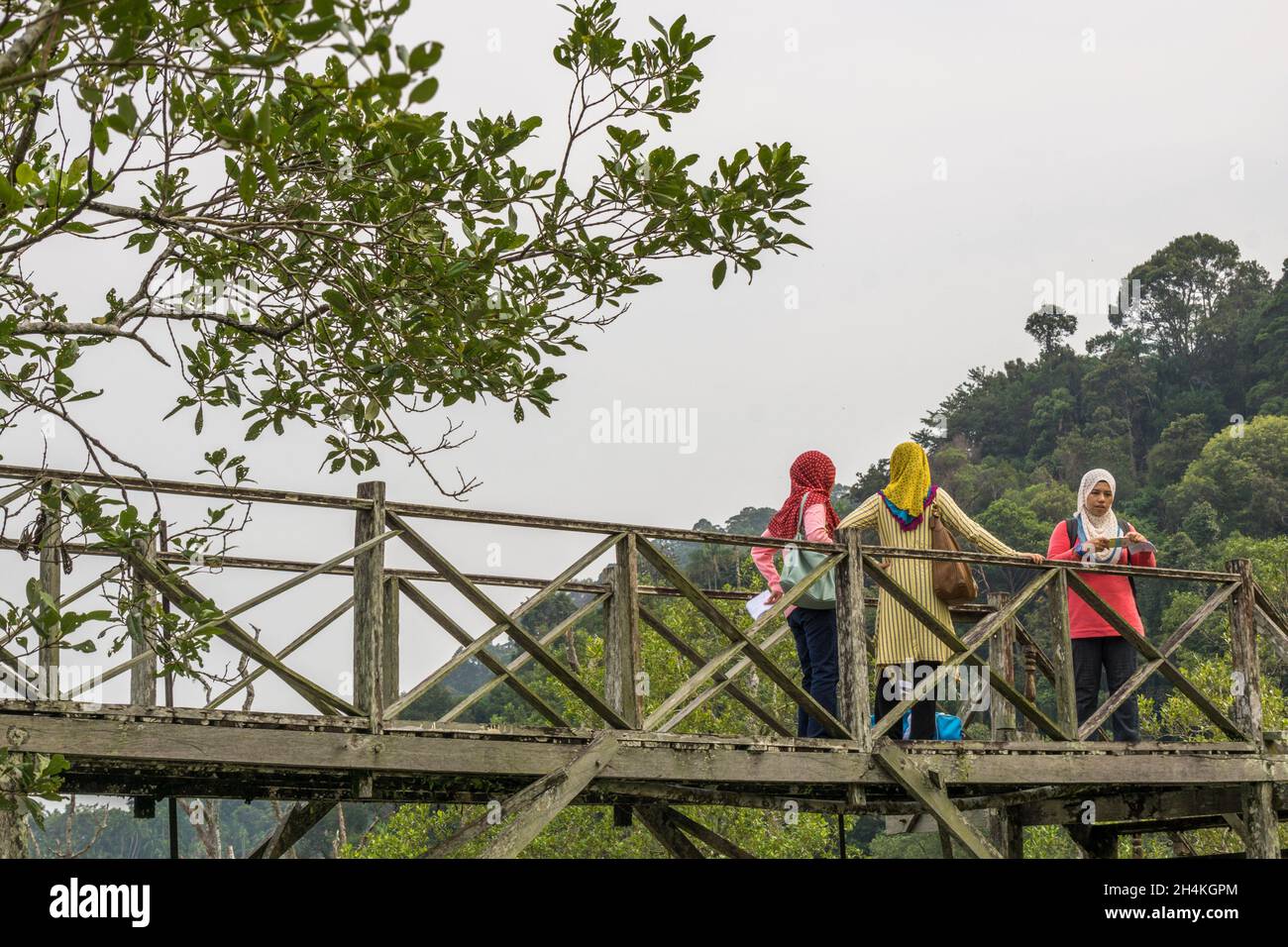 Holzweg im Bako National Park, Kuching, Sarawak, Borneo, Ostmalaysia. Stockfoto