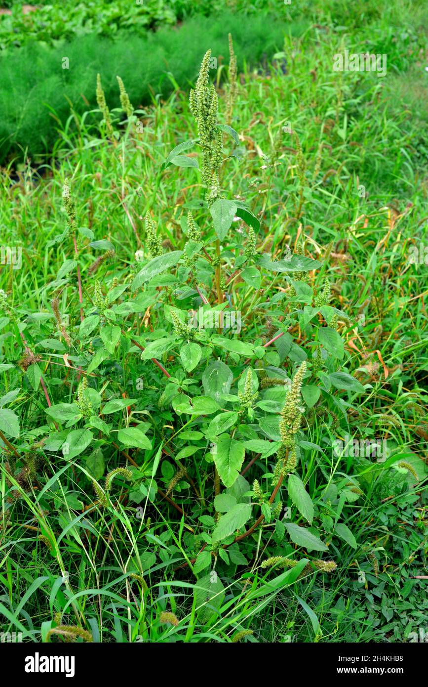 Rotwurzel-Amaranth oder Rotwurzel-Pigweed (Amaranthus retroflexus) ist eine essbare einjährige Pflanze, die im tropischen Amerika beheimatet ist und am meisten eingebürgert wird Stockfoto