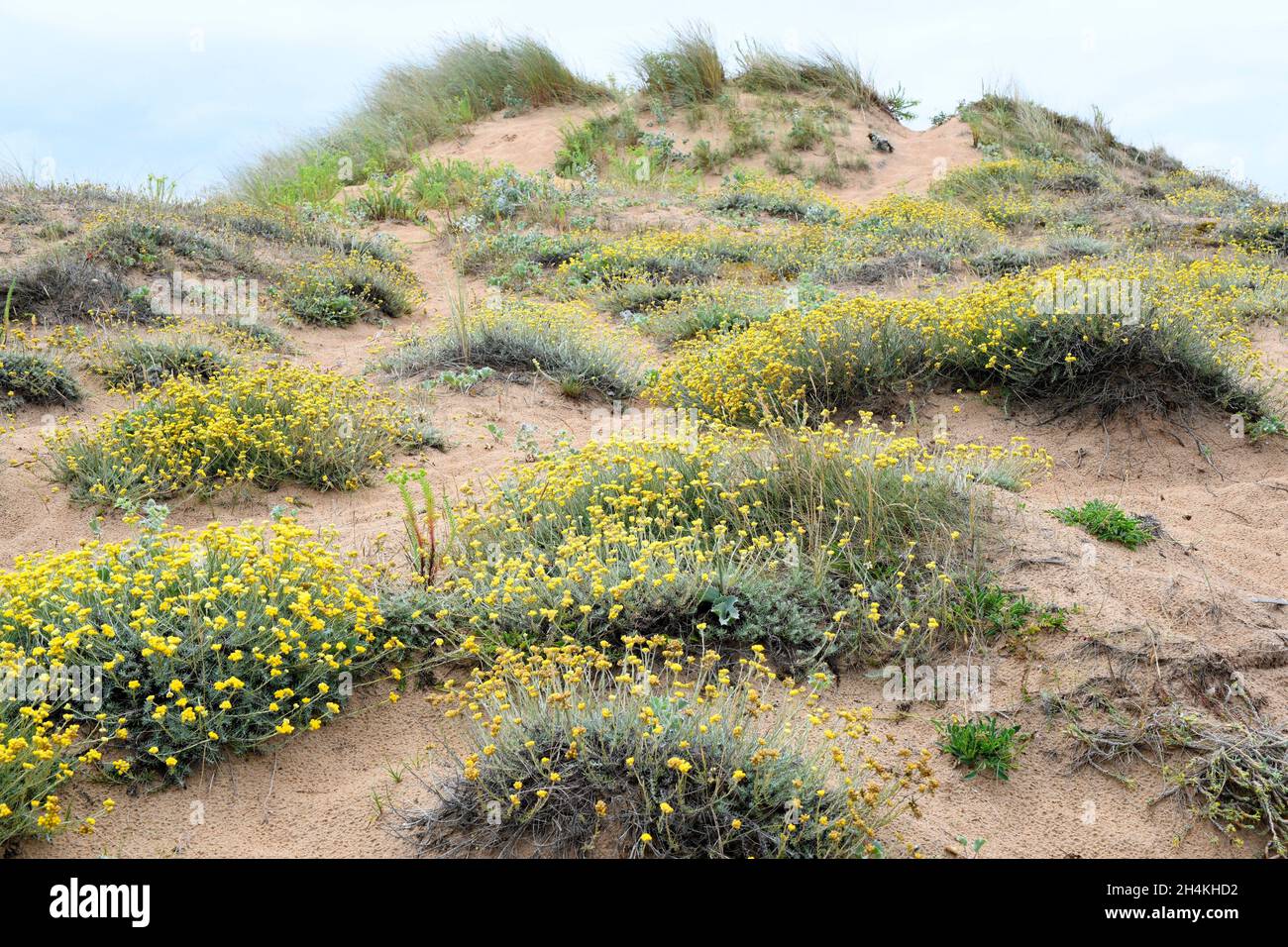 Die mediterrane Strohblume (Helichrysum stoechas) ist eine einjährige oder mehrjährige Pflanze, die an den sandigen Küsten des Mittelmeerbeckens beheimatet ist. Dieses Foto wurde aufgenommen Stockfoto