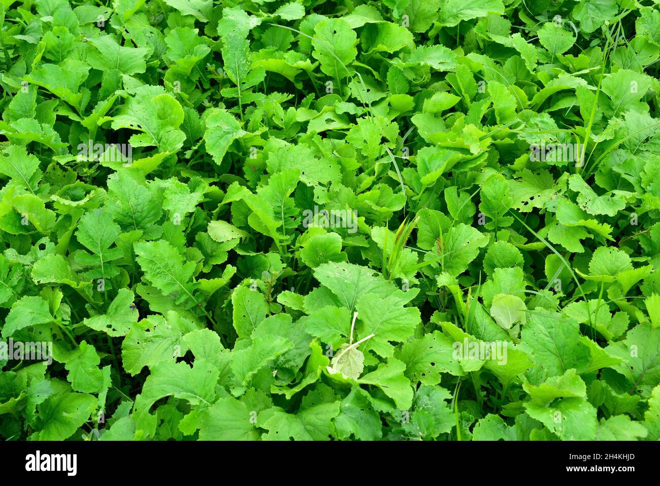 Gellos (Brassica rapa rapifera) ist eine essbare Pflanze, die aufgrund ihrer essbaren Blätter angebaut wird. Dieses Foto wurde in Baix Llobregat, Barcelona, Katalonien, Stockfoto