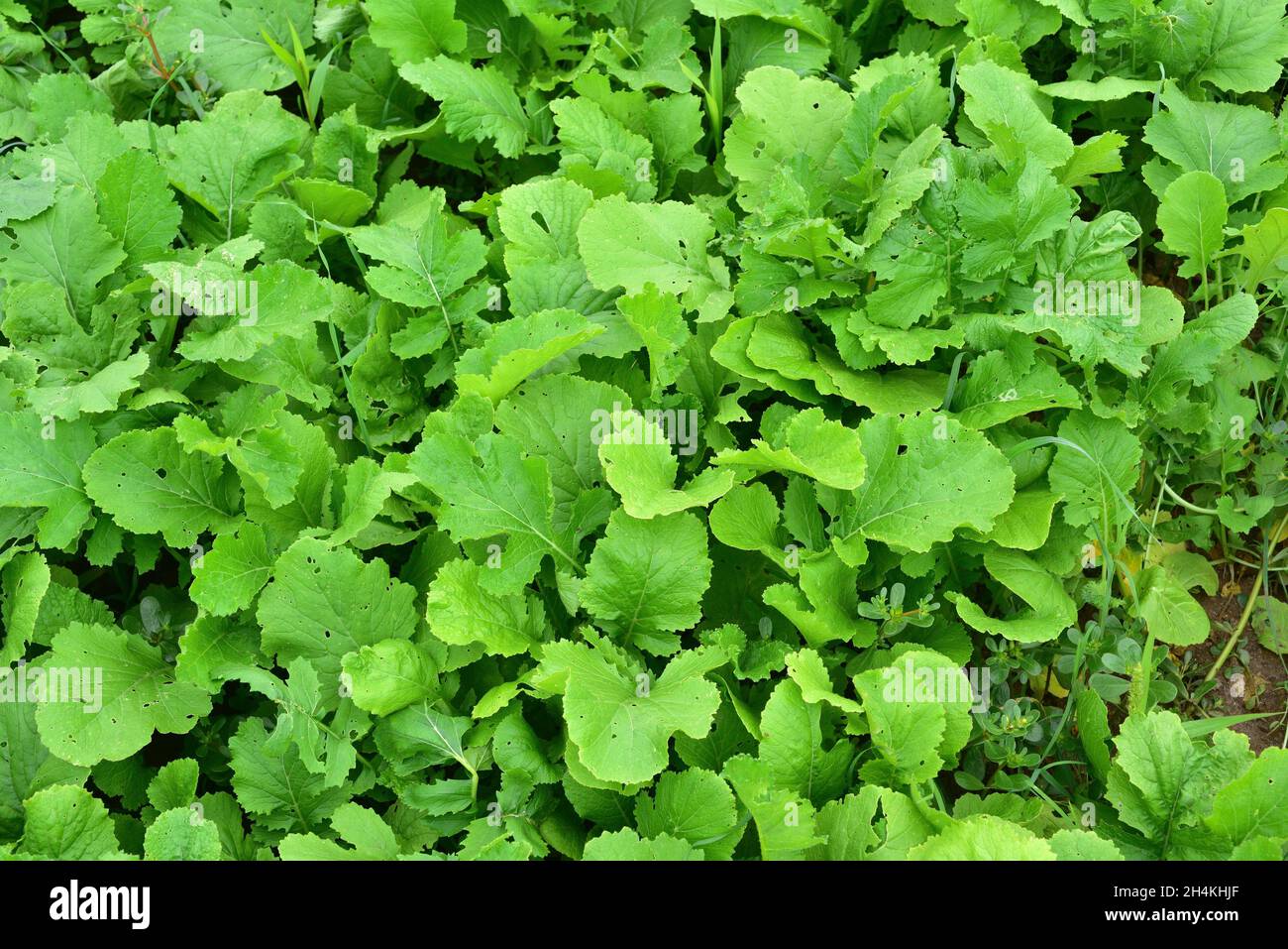 Gellos (Brassica rapa rapifera) ist eine essbare Pflanze, die aufgrund ihrer essbaren Blätter angebaut wird. Dieses Foto wurde in Baix Llobregat, Barcelona, Katalonien, Stockfoto