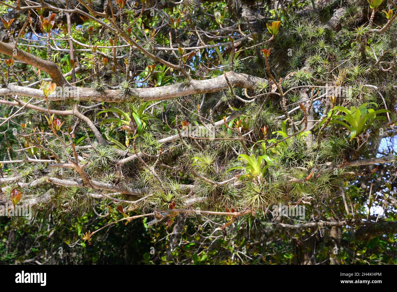 Epiphytische pflanzen -Fotos und -Bildmaterial in hoher Auflösung – Alamy