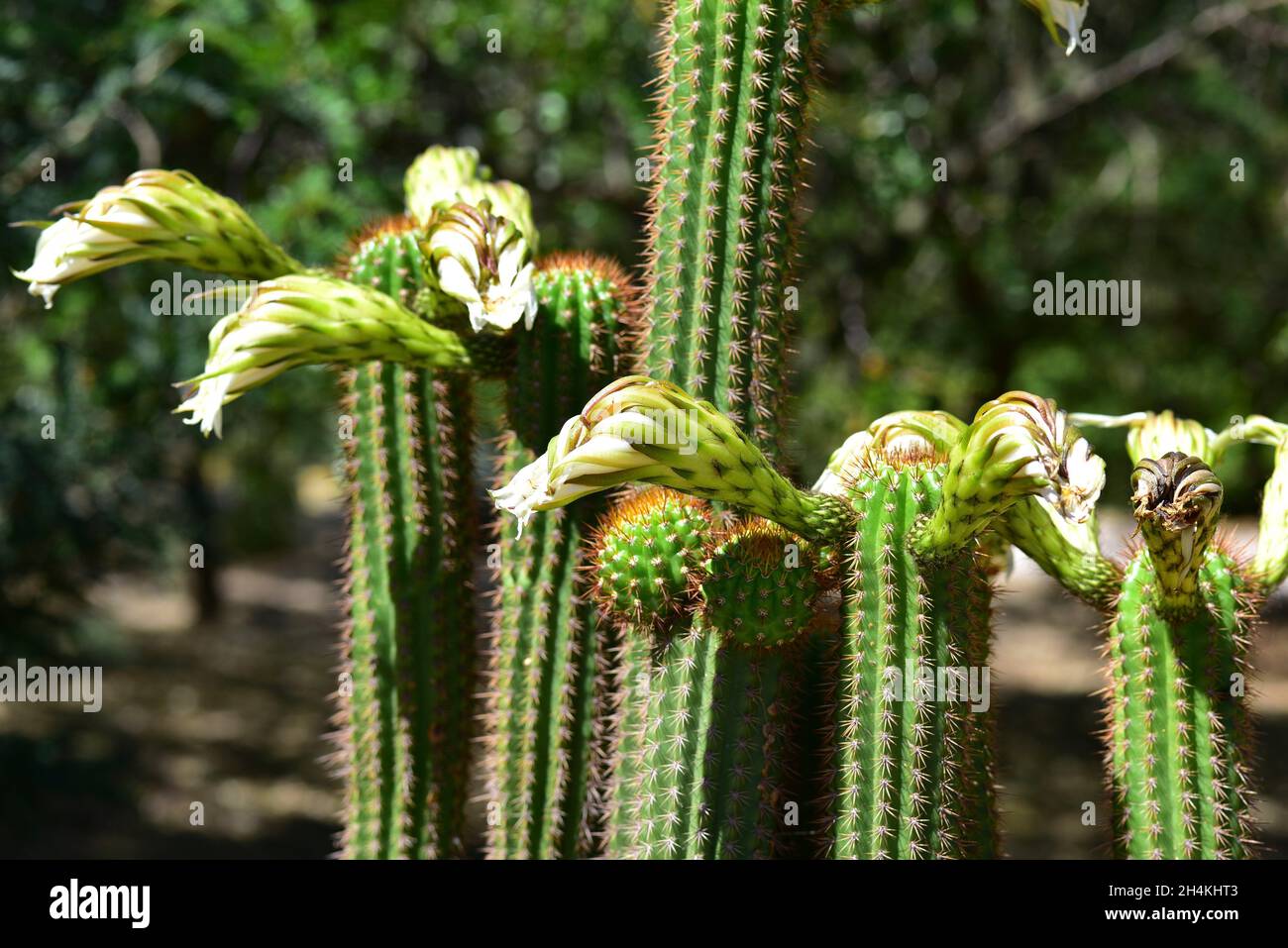 Die goldene Fackel (Echinopsis spachiana) ist ein Kaktus aus Argentinien. Stockfoto
