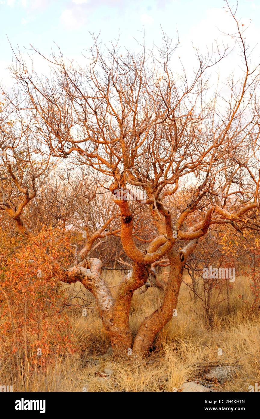 Die namibische Myrrhe (Commiphora wildii) ist ein in Namibia endemischer Laubbaum. Sein Harz wird als Parfüm für himba-Menschen verwendet. Dieses Foto wurde aufgenommen in Stockfoto