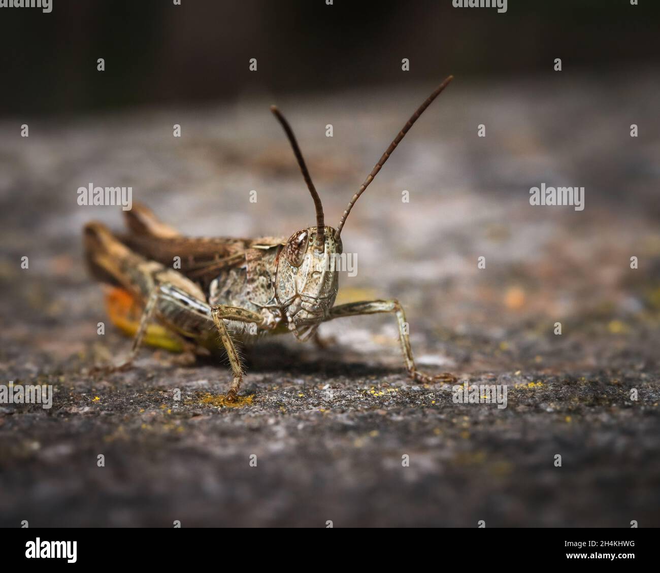 Makro-Erfassung einer Heuschrecke in der Tierwelt Stockfoto