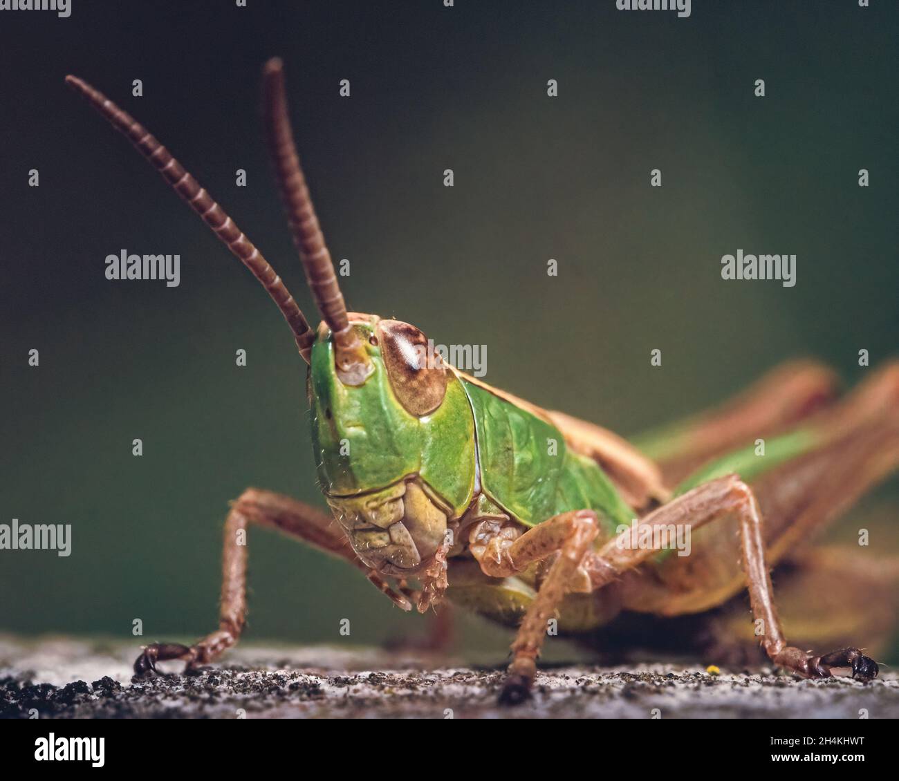 Makro-Erfassung einer Heuschrecke in der Tierwelt Stockfoto
