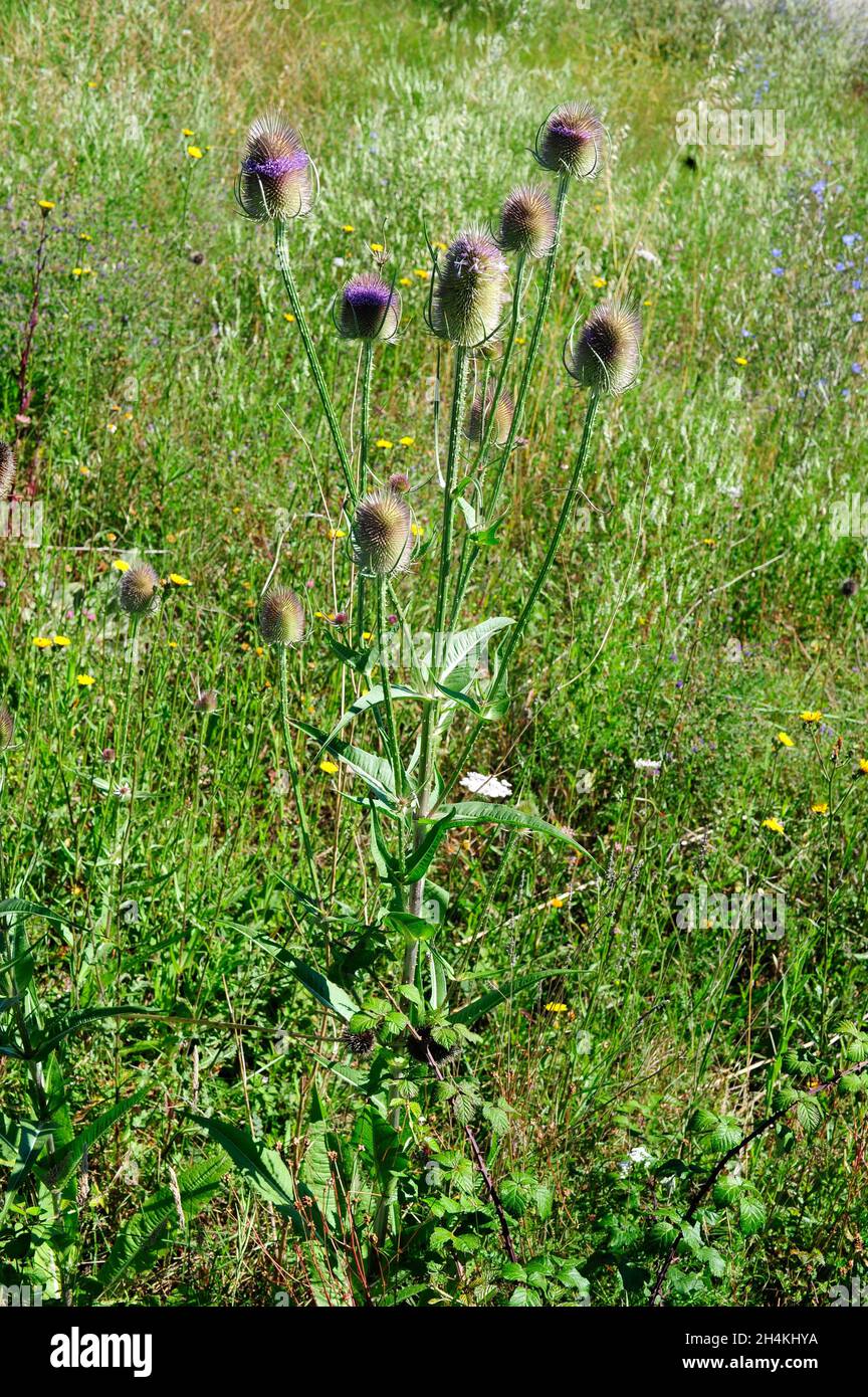 Wilder Teelöffel oder Fuller-Teel (Dipsacus fullonum) ist eine zweijährige stachelige Pflanze, die in Europa und Nordafrika beheimatet ist. Dieses Foto wurde in Araba aufgenommen, Stockfoto