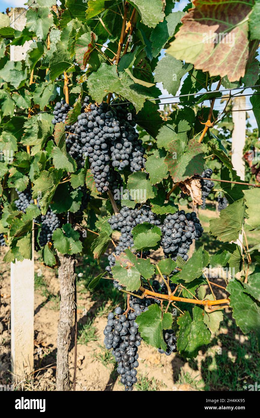 Detail der süßen Bio-saftigen Weinrebe im Herbst.Nahaufnahme der roten Trauben im Weinberg, Weinlese-Konzept.Zweige der frischen Trauben wachsen Stockfoto