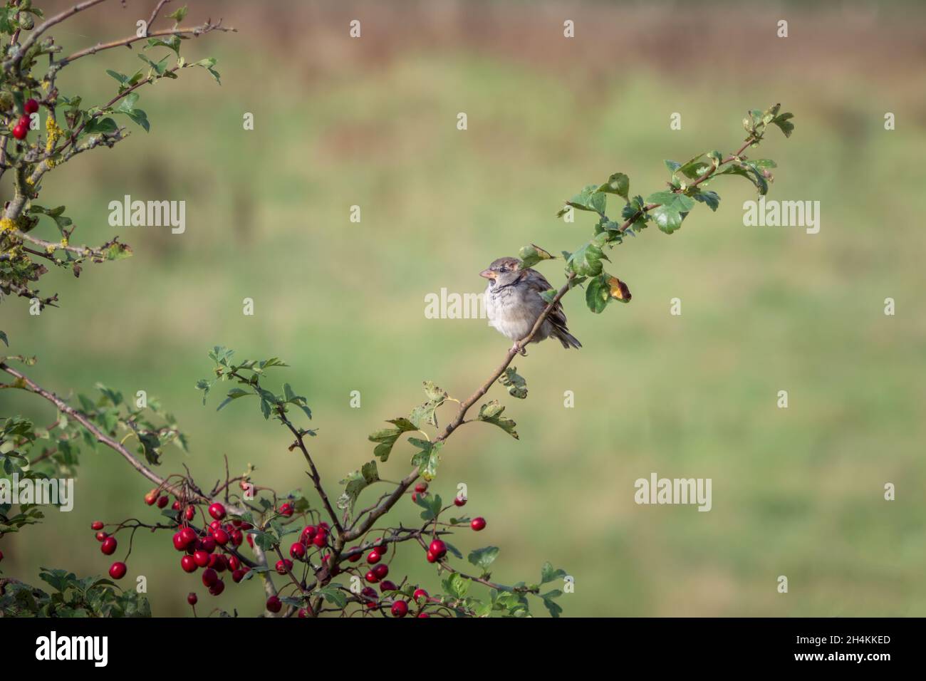 Englischer Sperling im Weißdornbusch. Stockfoto