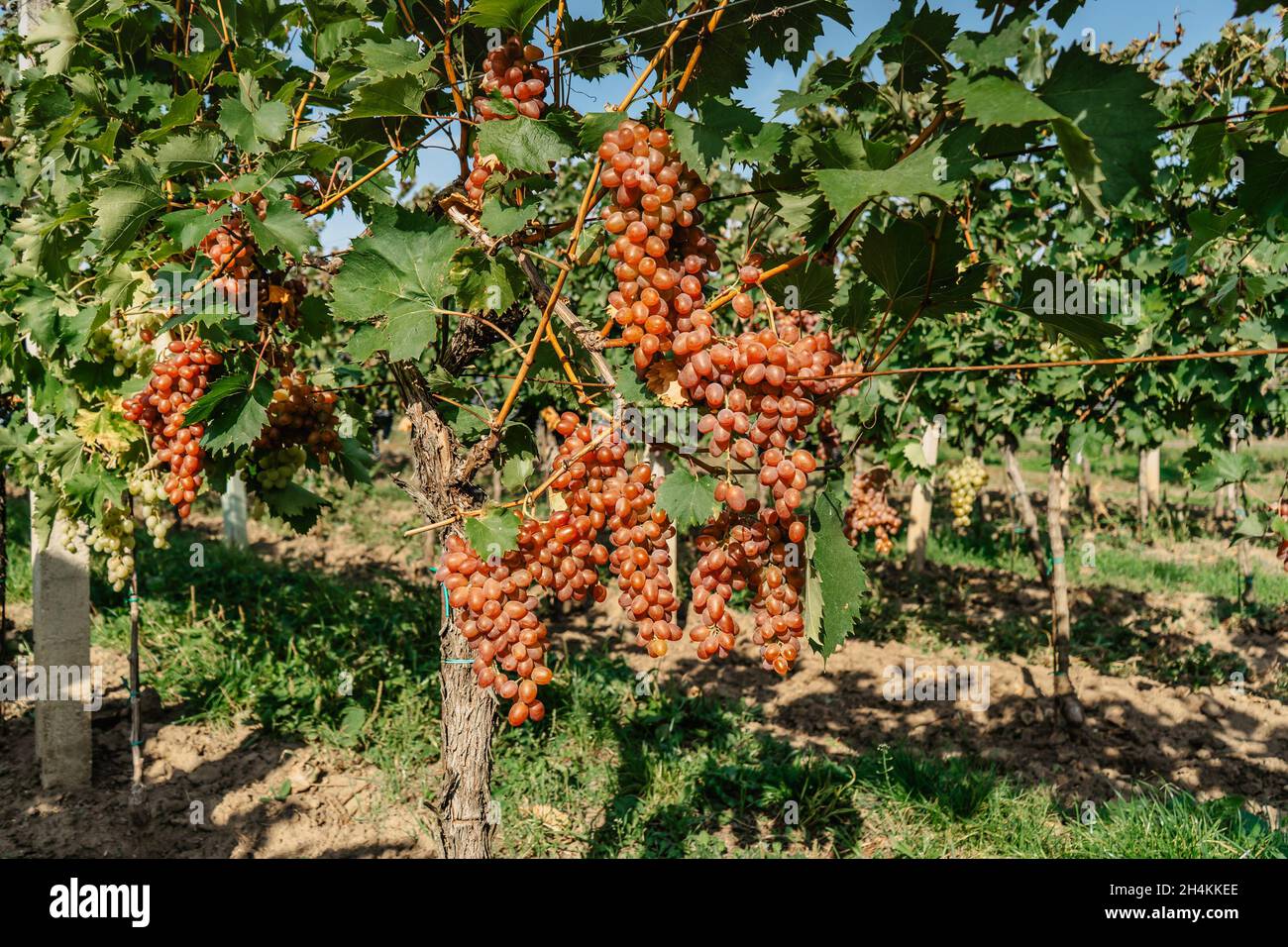 Detail der süßen Bio-saftigen Weinrebe im Herbst. Nahaufnahme der weißen rosa Trauben im Weinberg, Weinlese Konzept. Zweige frischer Trauben Stockfoto