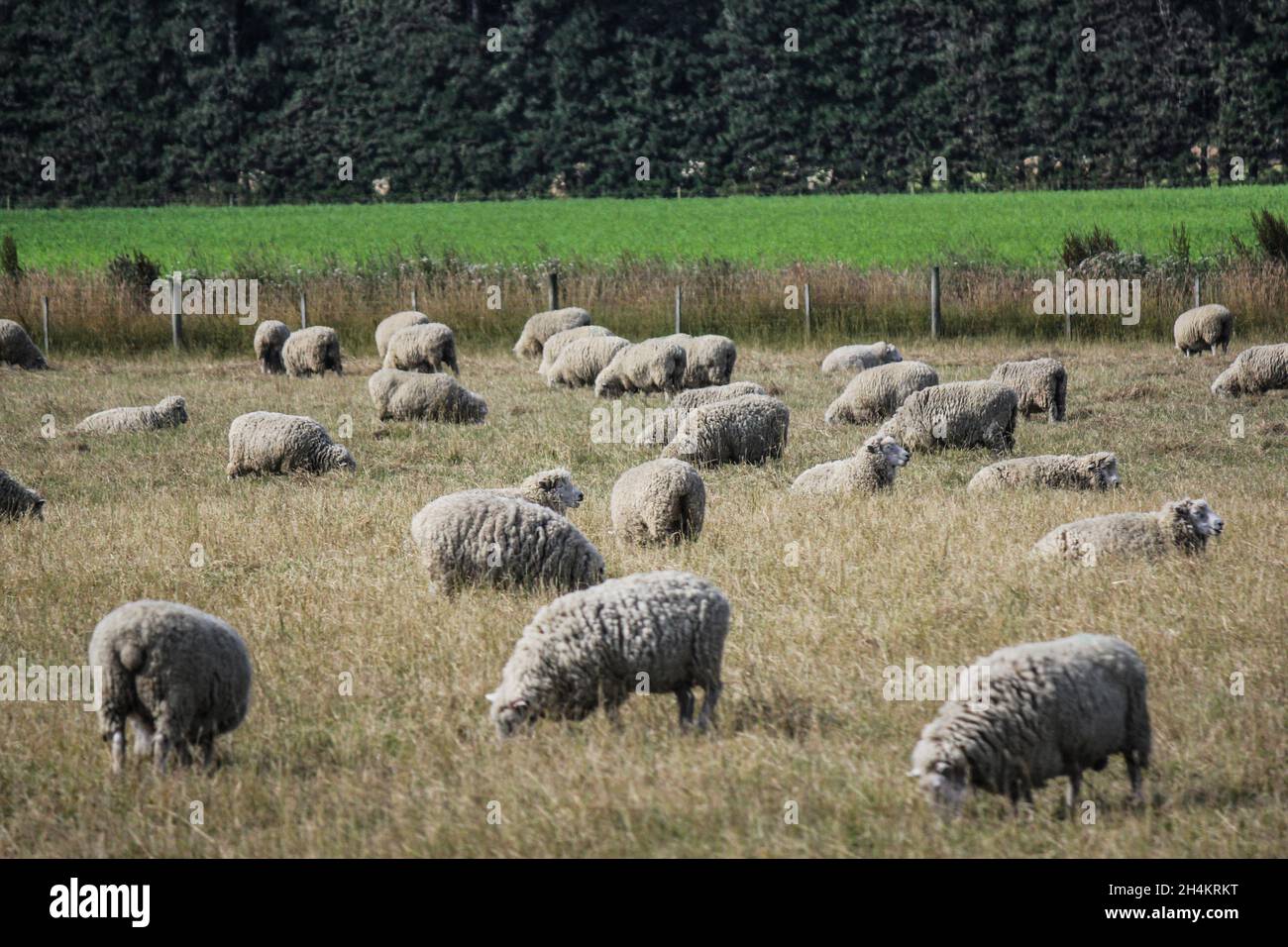 Schafe weiden in der Canterbury Region, Südinsel, Neuseeland. Stockfoto