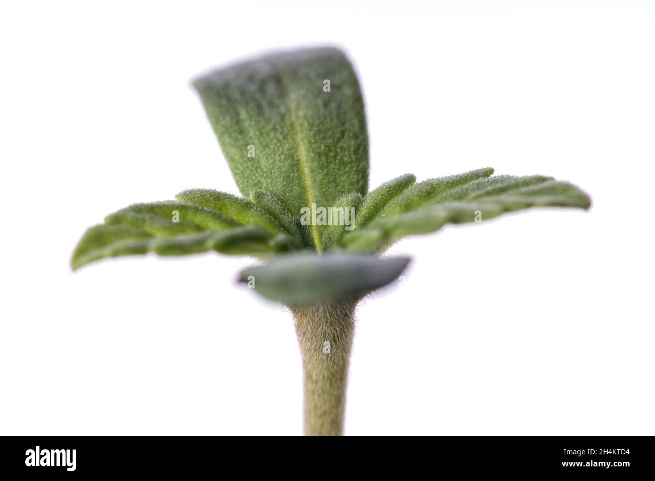 Ein Makrodetail einer kleinen Cannabispflanze, die auf Weiß isoliert ist Stockfoto