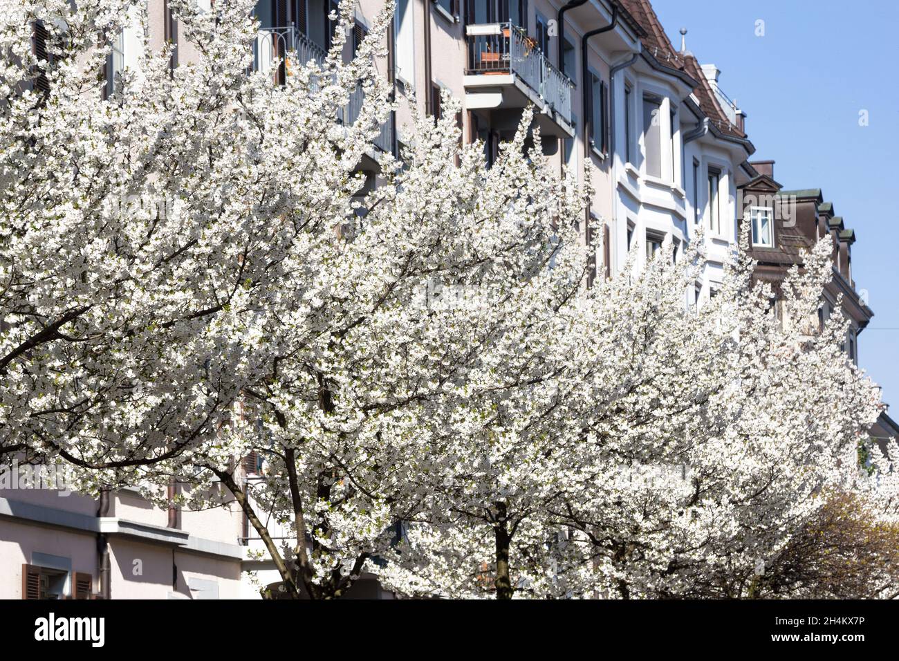 Blühende weiße Kirschbäume entlang der Straße in einem städtischen Bereich - freundliche Wohnumgebung und Lebensqualität Stockfoto