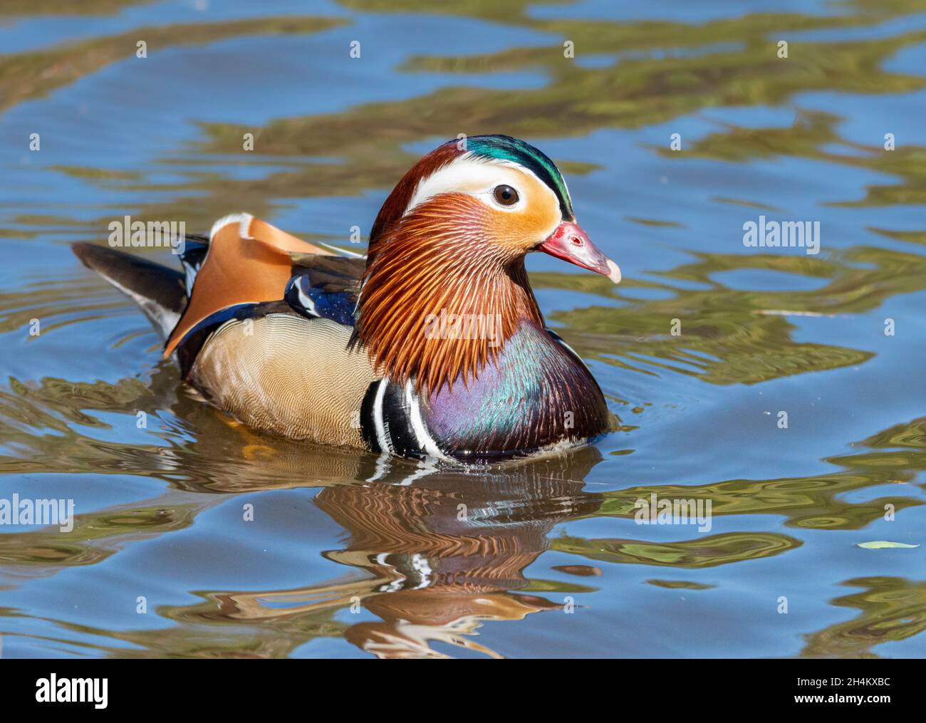 Männliche Mandarinente Stockfoto