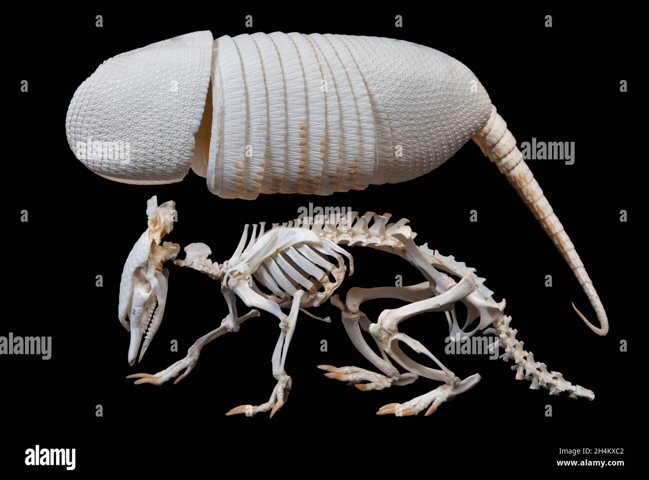 9-bänderige Armadillo-Skeleton, Dasypus novemcinctus, auch langnosiger Armadillo und geläufiger langnosiger Armadillo Stockfoto