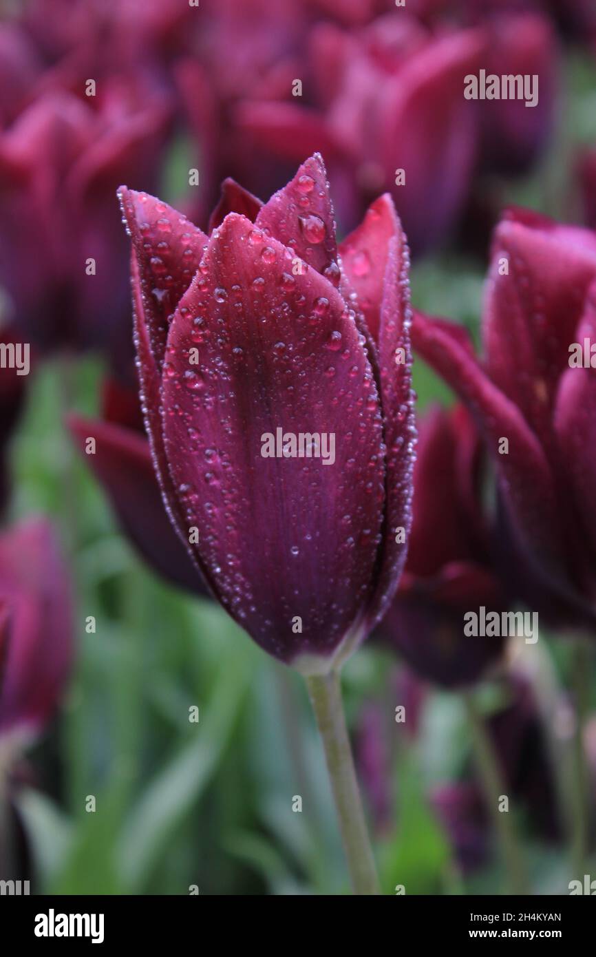 Blühende Pflanze Blume Schönheit in der Natur Wachstum Frische Verwundbarkeit Zerbrechlichkeit Nahaufnahme Blütenblatt rosa Farbe Blütenstand Blütenkopf Stockfoto