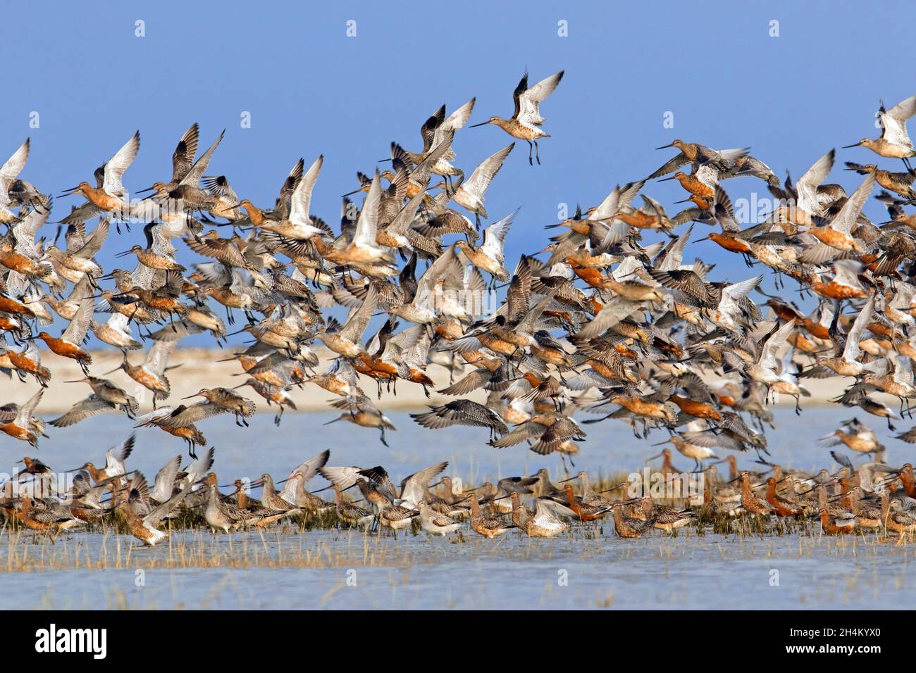 Stachelschwanzgodwits (Limosa lapponica) im Brutgefieder, im Frühjahr fliegender Schwarm, Nationalpark Wattenmeer, Schleswig-Holstein, Deutschland Stockfoto