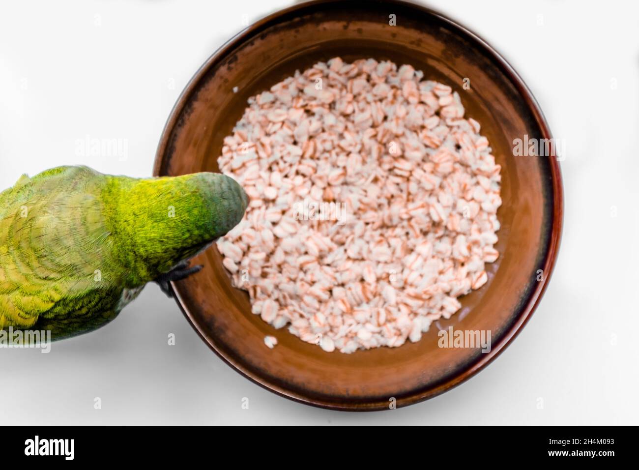 Ein grüner Papagei ist dabei, eine riesige Portion gekochten Haferflocken zum Frühstück zu essen. Stockfoto