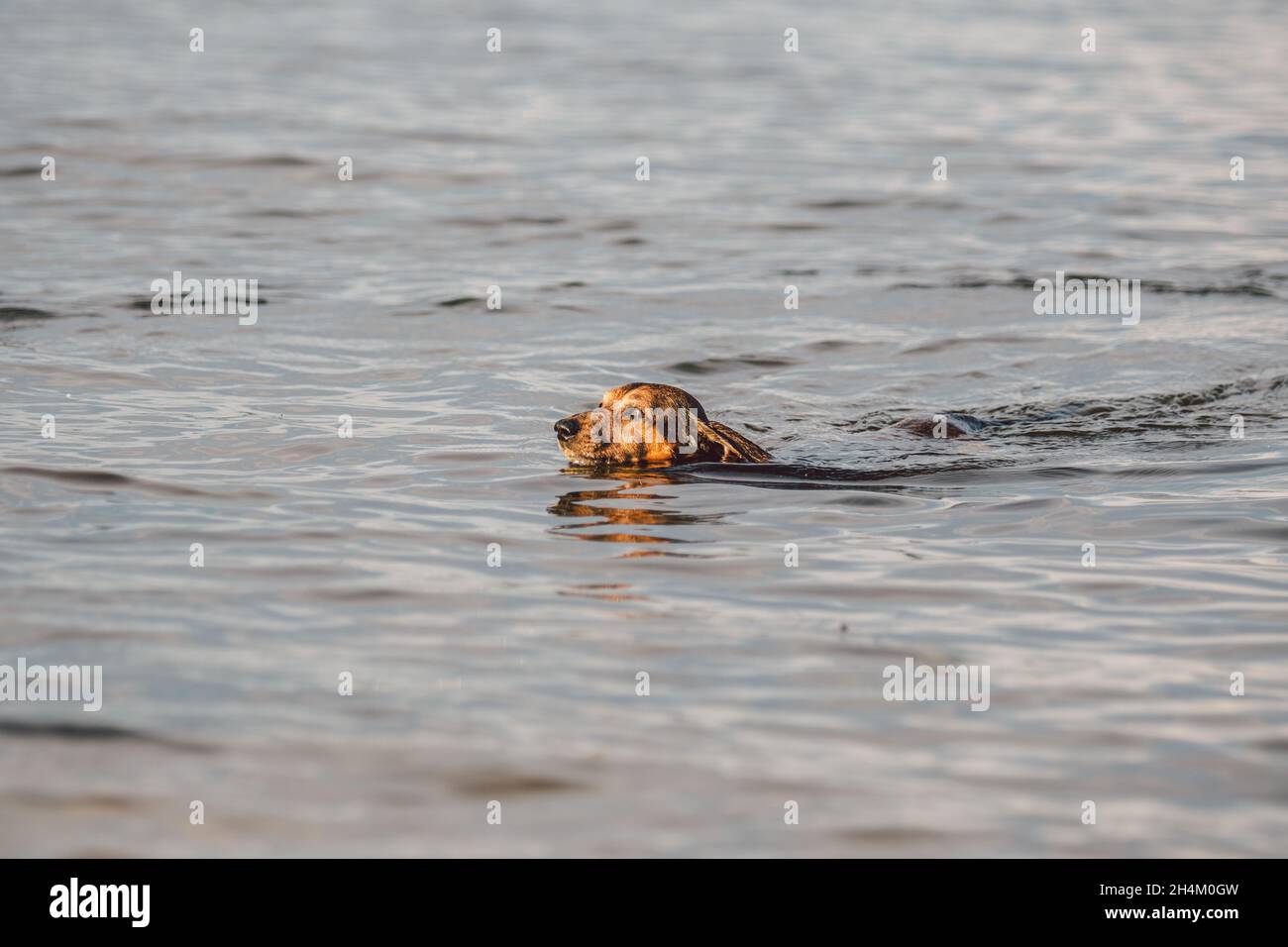 Ein alter brauner DackelHund schwimmt im Fluss. Der Hund kühlt im