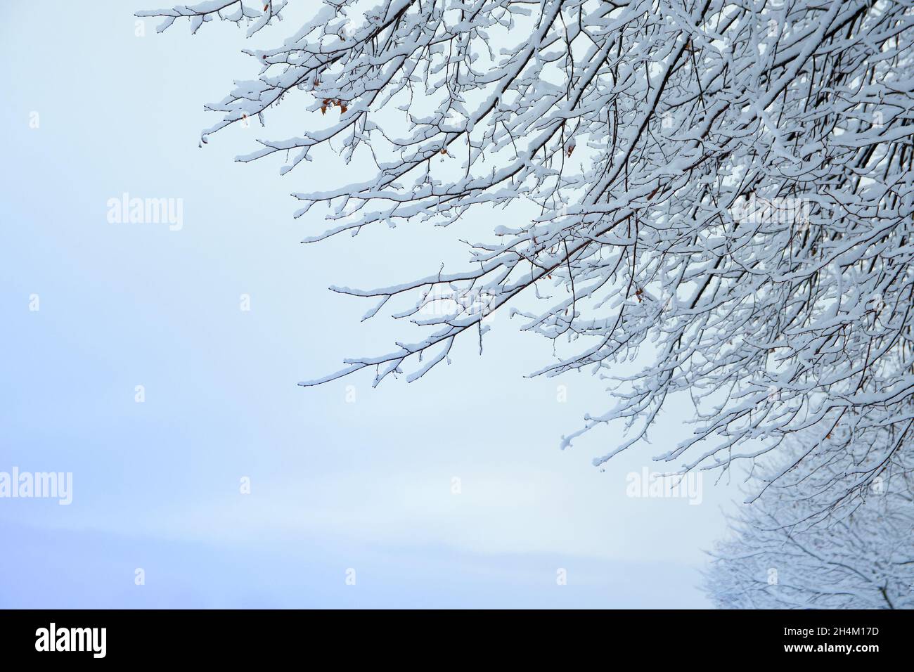 An einem frostigen Wintertag verzweigt sich der Baum unter dem Schnee Stockfoto