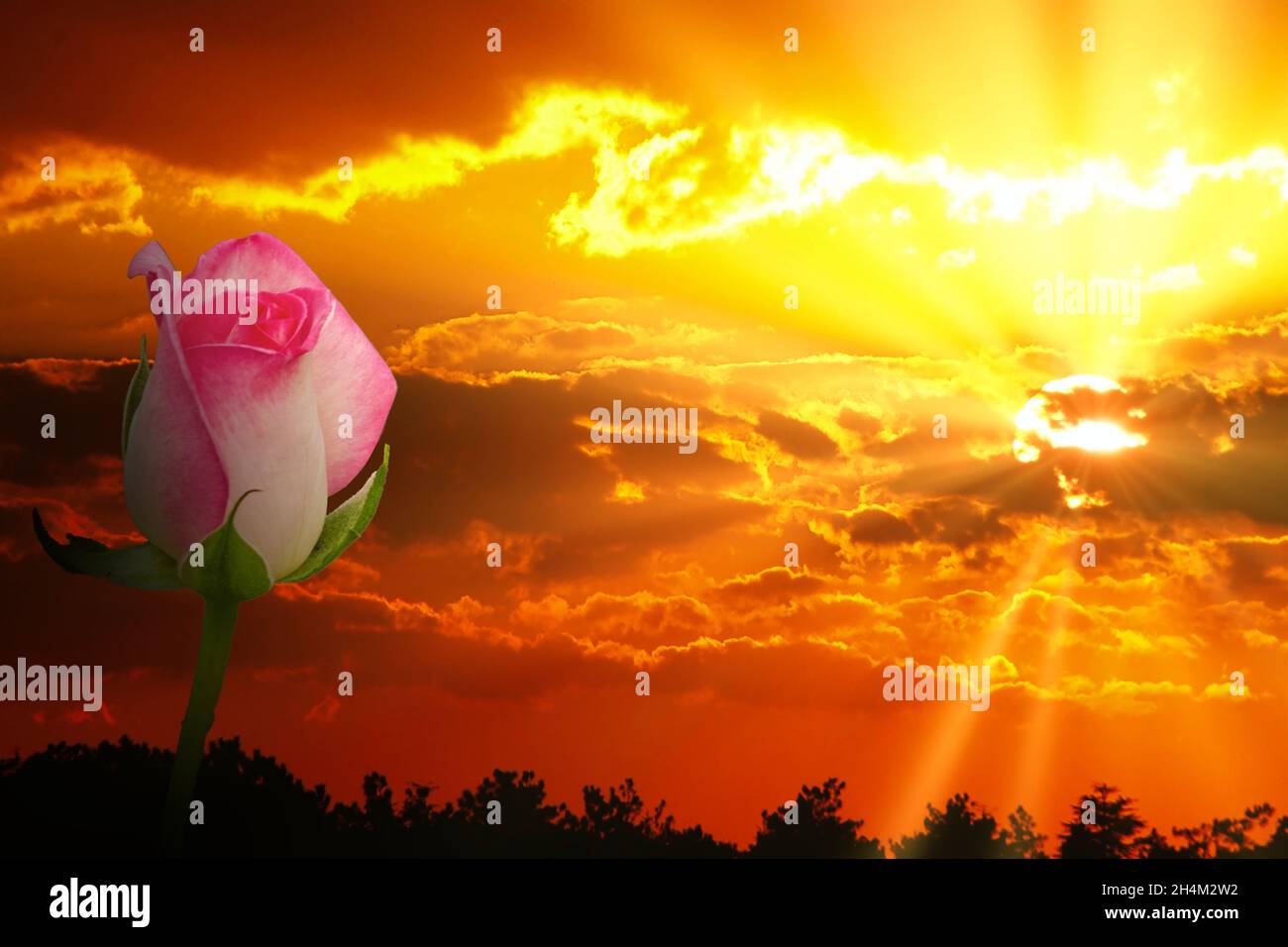 Wunderschöner Sonnenuntergang mit einer einzigen rosa und weißen Rose darin Stockfoto
