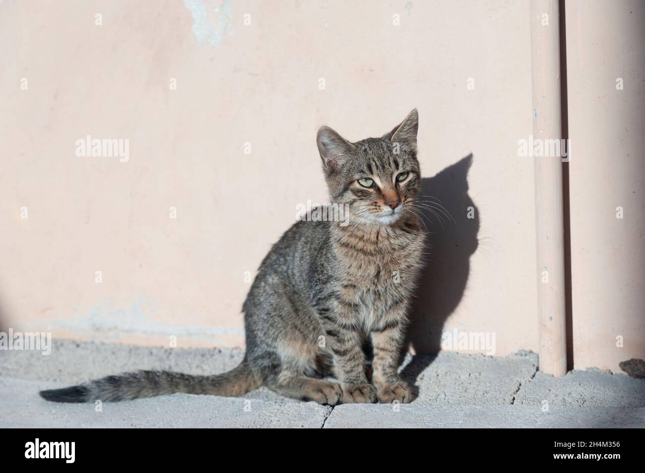 Sitzende streunende Katze posiert Stockfoto