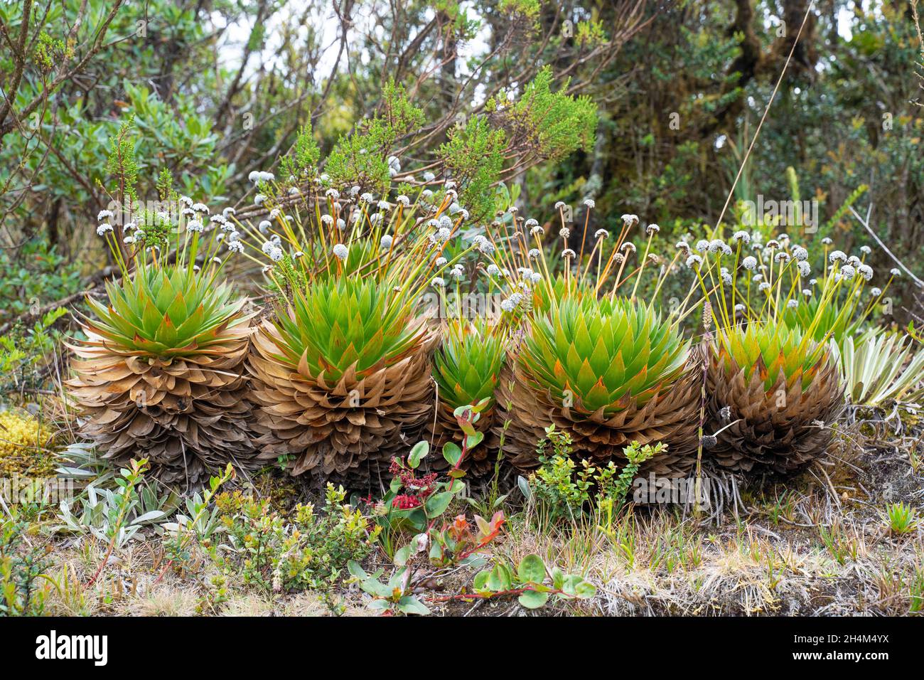Wanderung zum Paramo de Guacheneque, dem Geburtsort des Flusses Bogota. Typische Pflanze der andenvegetation. In Villapinzón, Cundinamarca, Kolumbien Stockfoto