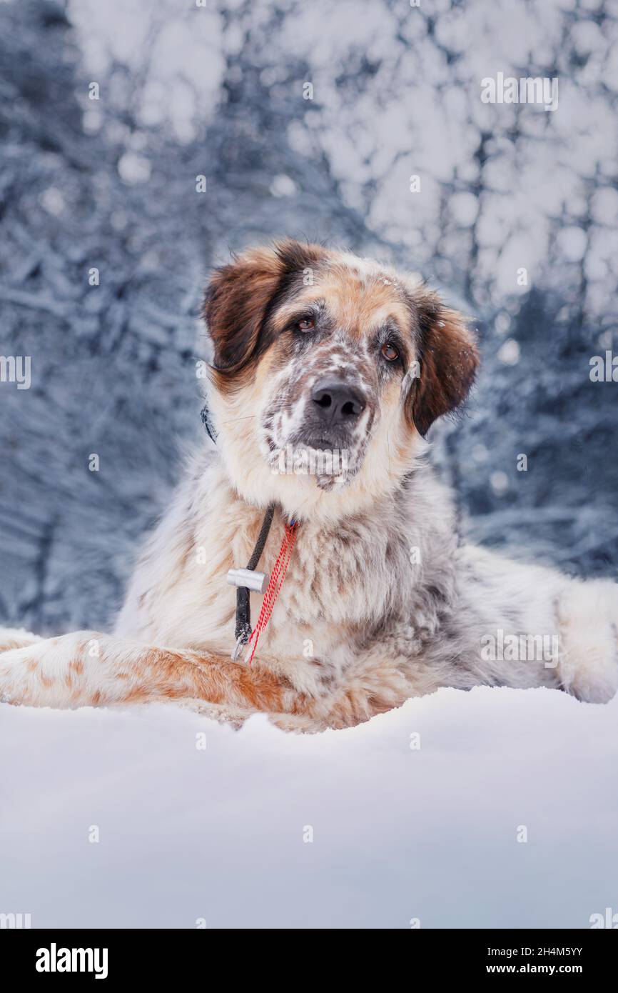 Großer Hund liegend Porträt, Schnee Winter Wald Pinien Stockfoto