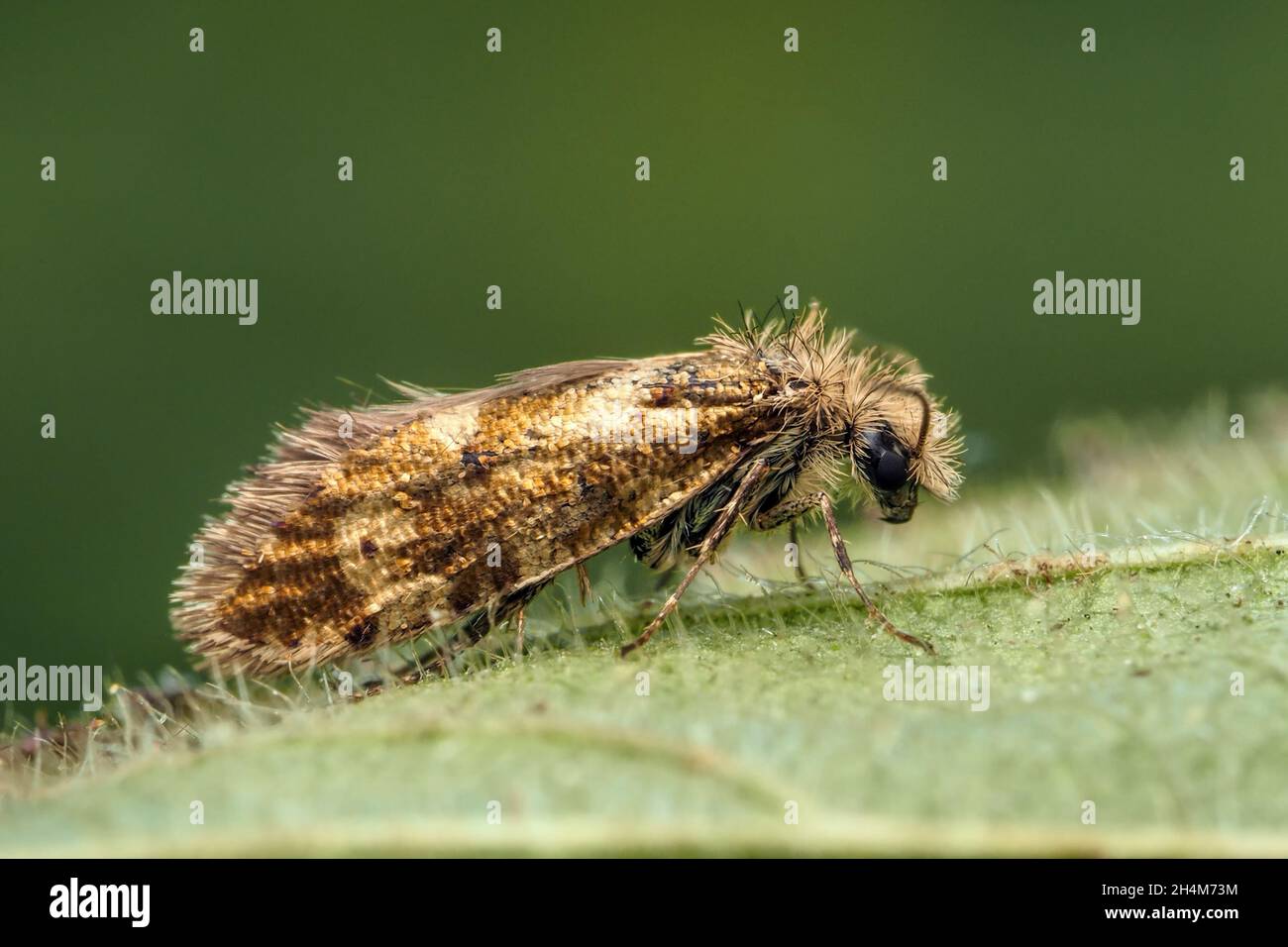 Dyseriocrania subpurella micromoth bei der Ruhe auf dem Blatt. Tipperary, Irland Stockfoto