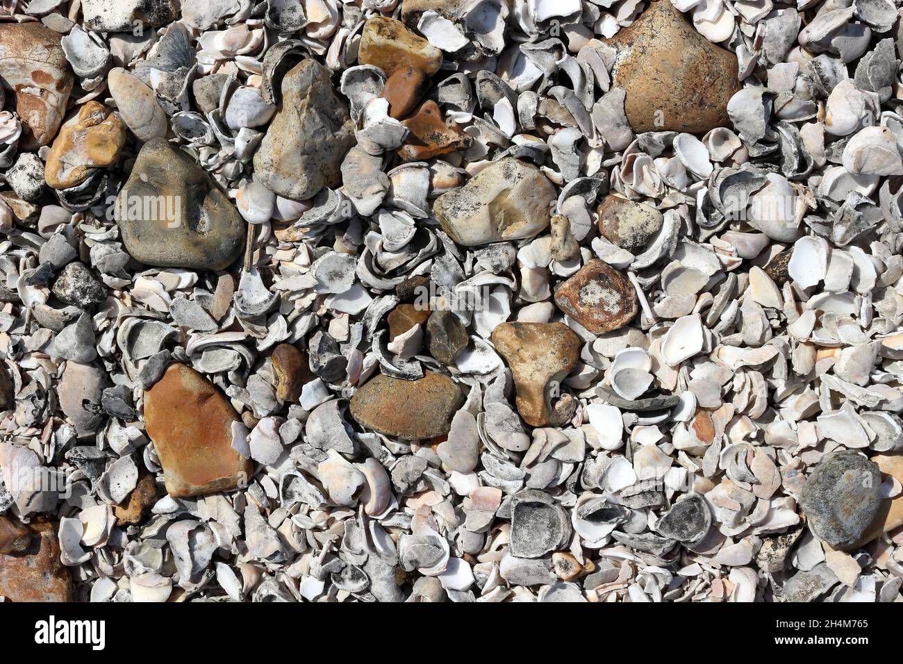 Kieselsteine und zerbrochene Muscheln an einem Kiesstrand Stockfoto
