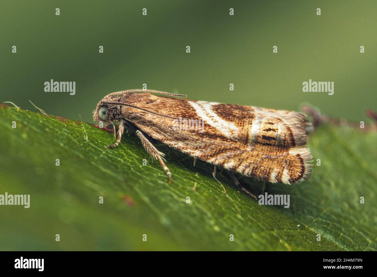 Auf dem Blatt thronend thronte der Grapholita jungiella-Motte. Tipperary, Irland Stockfoto