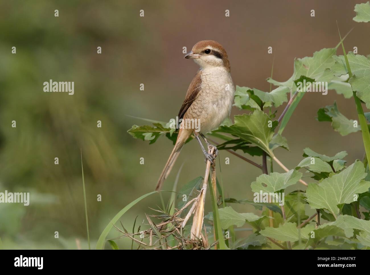 Braunwürger (Lanius cristatus cristaqtus) erster Winter auf der toten Vegetation Koshi Tappu, Nepal Januar Stockfoto