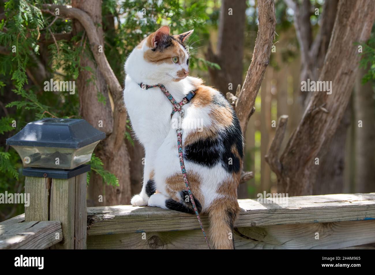 Calico Katze sitzt auf einem hölzernen Geländer Stockfoto
