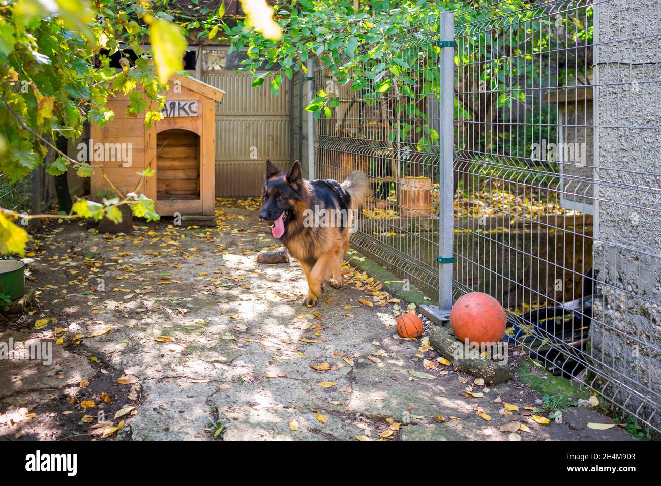 Herbst in der Villa eines Schäferhundes Ajax Stockfoto