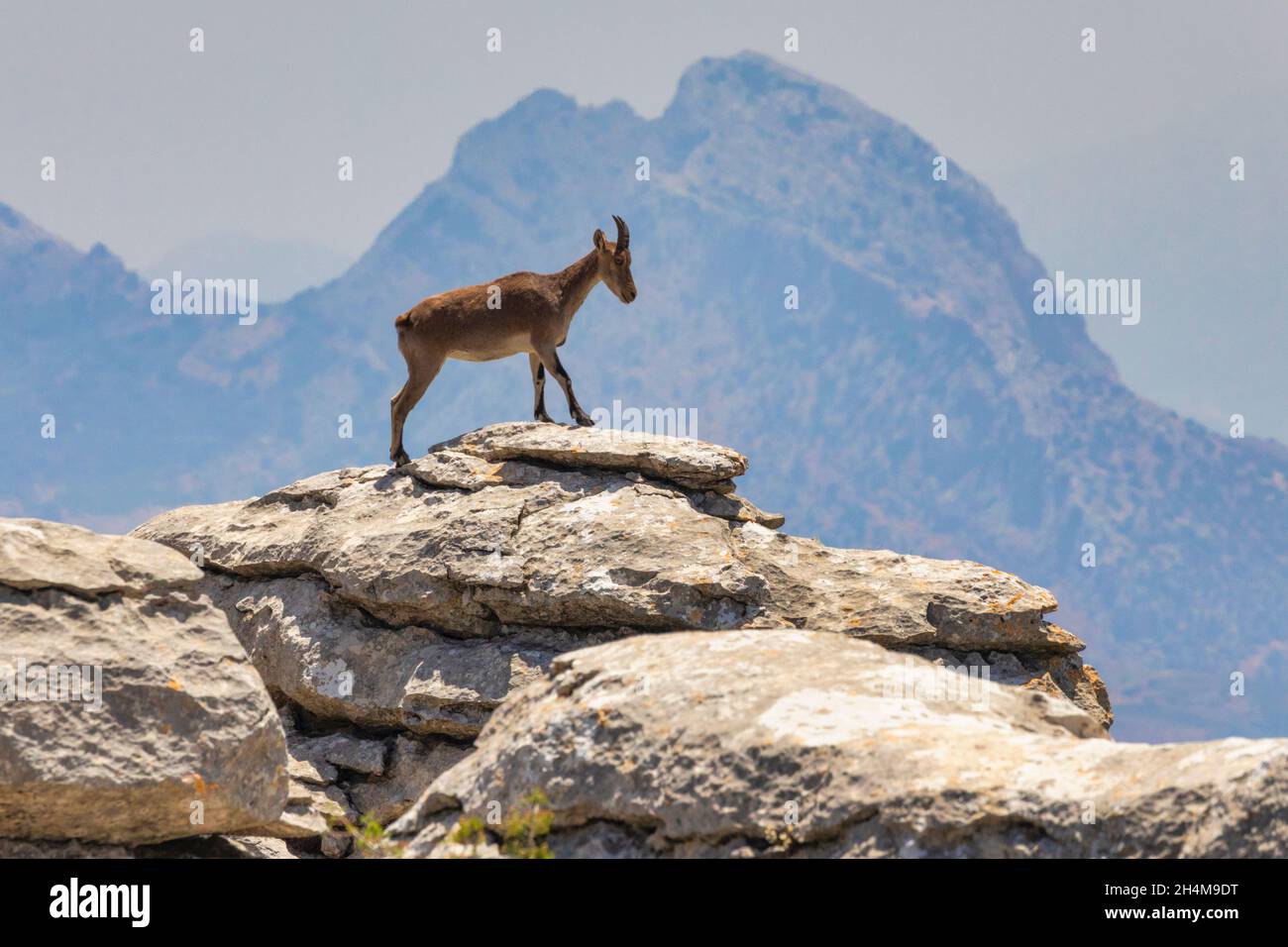 Iberischer Steinbock (Capra pyrenaica), auch bekannt als Cabra Hispanica, Cabra Montes, spanischer Steinbock, spanische Wildziege oder iberische Wildziege, fotografiert von mir Stockfoto