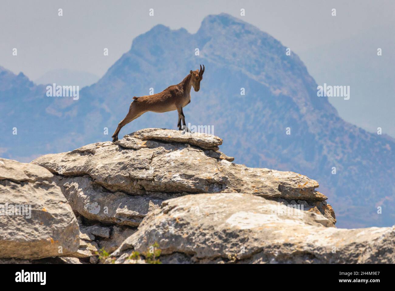 Iberischer Steinbock (Capra pyrenaica), auch bekannt als Cabra Hispanica, Cabra Montes, spanischer Steinbock, spanische Wildziege oder iberische Wildziege, fotografiert von mir Stockfoto